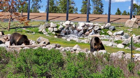 Camping in West Yellowstone Montana - Campsite Vacations