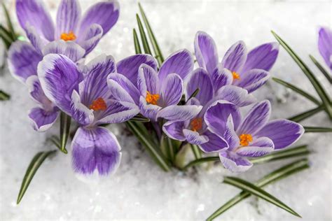 What Flowers Grow In The Arctic Tundra | Best Flower Site