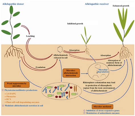 Alelopatía - Mind Map