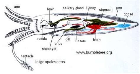 Cephalopoda, squid, octopus, cuttle fish and nautilus | Digestive ...