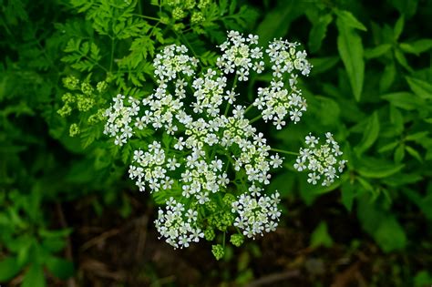 Conium maculatum - Wildflowers of the National Capital Region