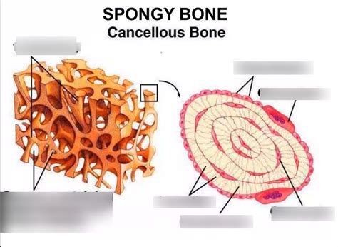 spongy bone Diagram | Quizlet