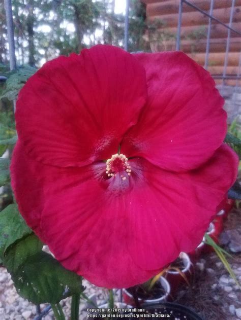 Hybrid Hardy Hibiscus (Hibiscus 'Purple Hearts') in the Hibiscus ...