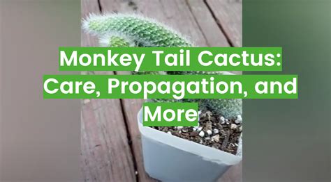 Monkey Tail Cactus: Care, Propagation, and More - FlowersProfy