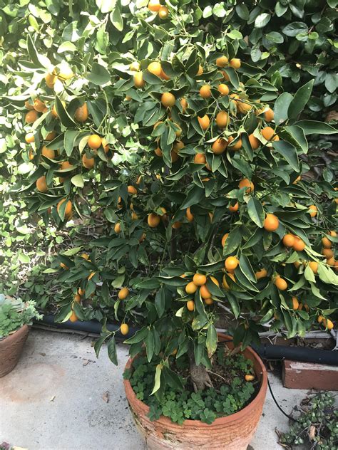 My 6 year old Kumquat tree! This is after my 4 year old daughter picked ...