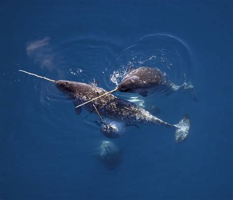 The Narwhal: Species Facts, Info & More | WWF.CA