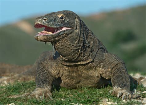 Are Komodo Dragons Venomous or Poisonous? | Reptile School