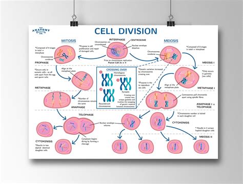 Mitosis and Meiosis Cell Division Science Poster - Etsy España