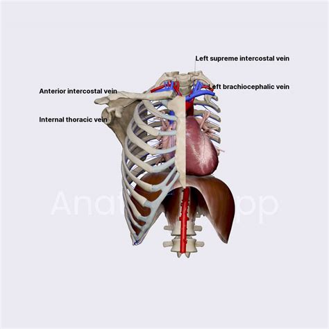 Intercostal veins | Thorax | Thorax | Anatomy.app | Learn anatomy | 3D ...