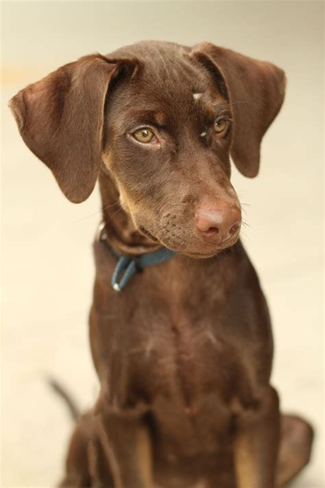 Brown Doberman Pinscher Puppies Pictures | Doberman pinscher, Brown ...