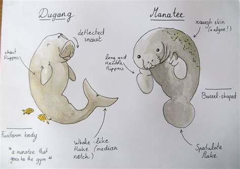 Let me introduce you to… dugongs! – Geospatial Ecology of Marine ...