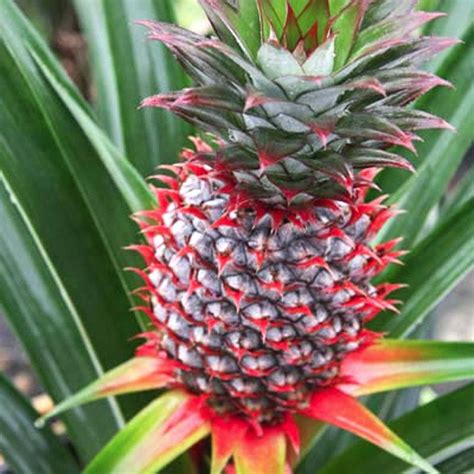 Florida Special Pineapple | Pineapple Plants For Sale | Citrus.com