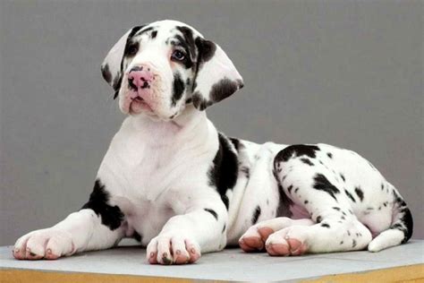 Black And White Great Dane Puppies For Sale