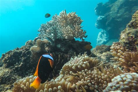 Clownfish in the Great Barrier Reef - Sailing Whitsundays