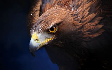 Download Wallpaper Hd Eagle Images