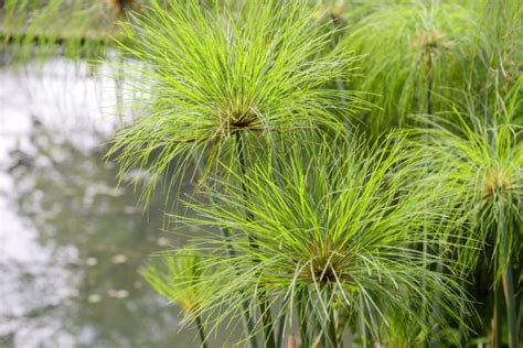 Growing Guide: How to Grow Papyrus Plant - Garden Lovers Club