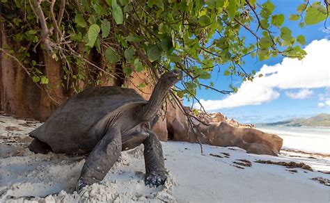 What Animals Live In Mauritius? - WorldAtlas