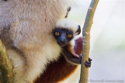 Sifaka Baby - Burrard-Lucas Photography