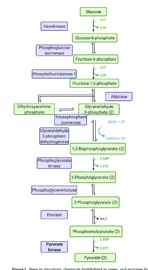 Steps in glycolysis: chemicals highlighted in green, and enzymes ...