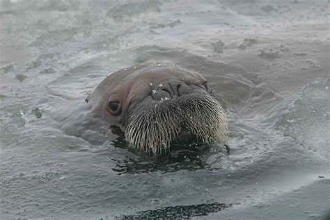 Walrus Facts - Animal Facts Encyclopedia