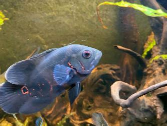 Oscar fish breeding behavior and the signs of prespawning activity