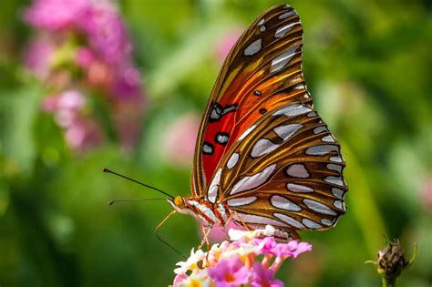 Hintergrundbilder : 2048x1365 px, Schmetterling, schließen, Insekten ...