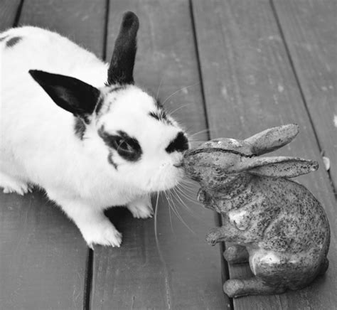 Black And White Spotted Rabbit Breed