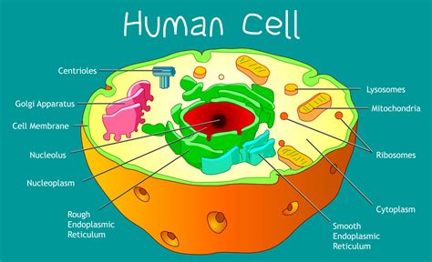 Cell Membrane And Transport Coloring Biology Corner - Transport ...