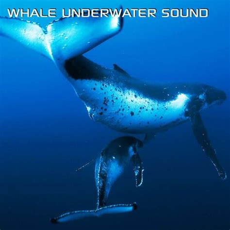 Underwater Sounds - Sleep with Whale Sounds (feat. Discovery ...