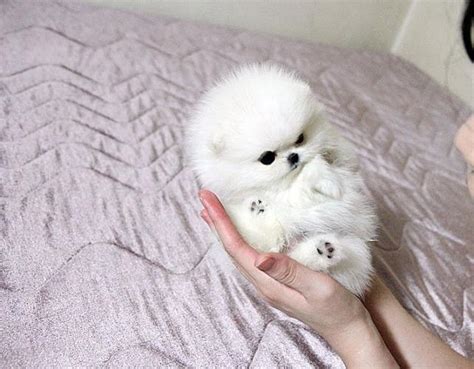 45+ Teacup White Cute Pomeranian Puppies - l2sanpiero