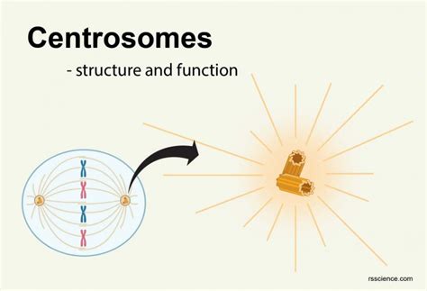 Centrosomes - the engine of cell division - definition, structure ...