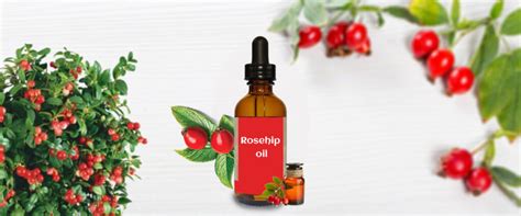 Use of Rosehip Oil for Hair - Essential Oils Manufacturer