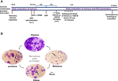 Experimental timeline (A) and evaluation of estrous cycle stages (B ...