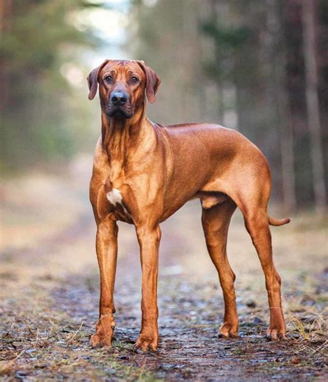 Dog Breeds A to Z including Mixed Breeds and Every Type of Puppy | Dogs ...