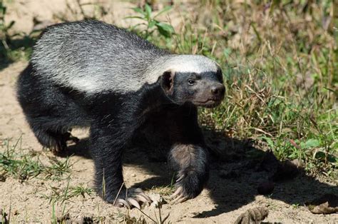 Honey Badger Vs Lion, Who Would Win? - Animals Comparison