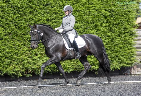 Iberian horses to be celebrated at GBPRE championship show