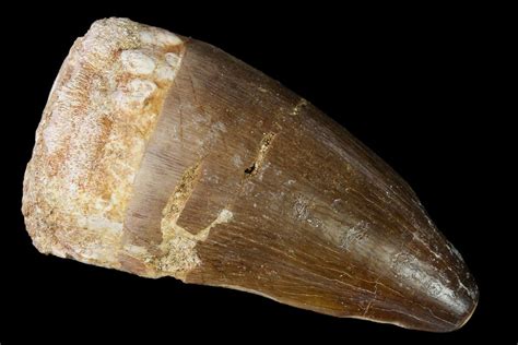 2.1" Fossil Mosasaur (Prognathodon) Tooth - Morocco (#164183) For Sale ...