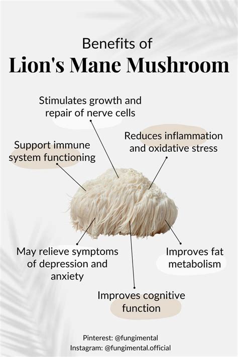 6 Benefits of Lion's Mane Mushroom | Stuffed mushrooms, Mushroom ...