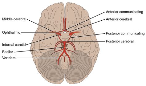 OpenStax AnatPhys fig.20.27 - Arteries of the Brain - English labels ...