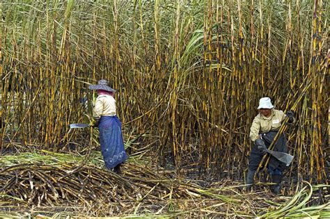 Sugar Cane Harvest, Mauritius Photograph by Science Photo Library