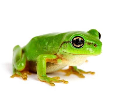 Little Tree-frog On White Background Stock Image - Image: 5009651