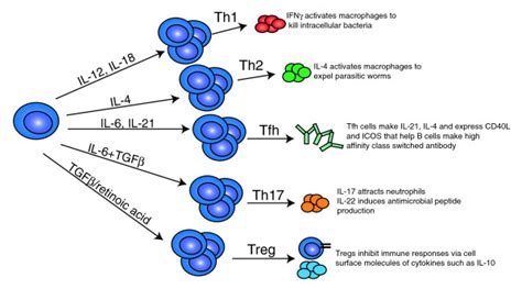 CD4+ T helper subsets. CD4+ T cells can differentiate into different ...