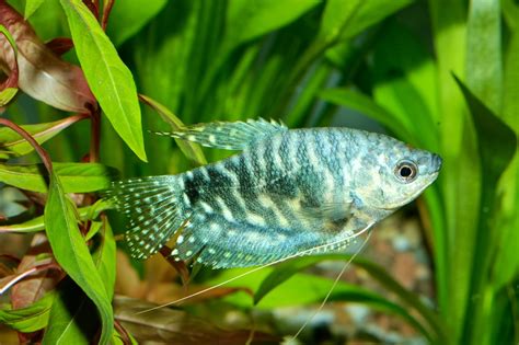 Fancy Guppies And Dwarf Gourami - Rin Aquarium Fish