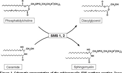 Sphingomyelin Synthesis