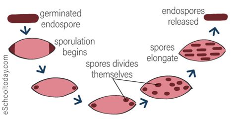 Spore Formation – Eschooltoday