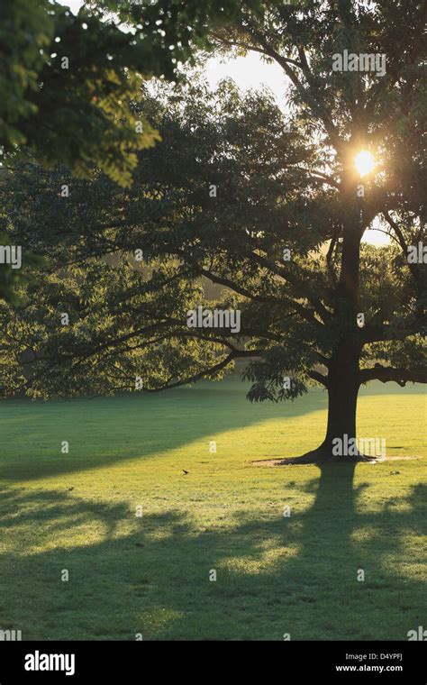 Tree in Central Park, New York, USA Stock Photo - Alamy