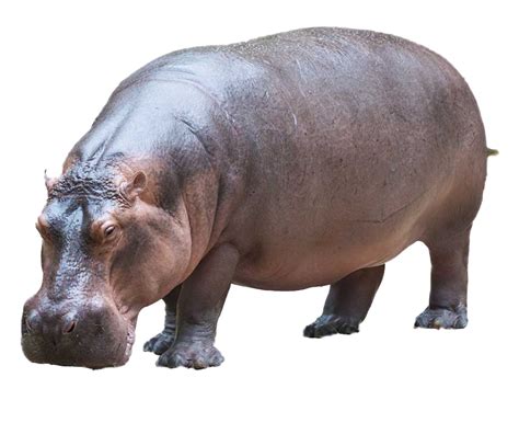 Hippo PNG Transparent Images