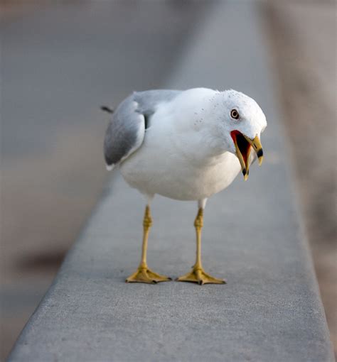 The angry seagull | Nathan Rupert | Flickr