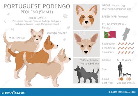 Portuguese Podengo Pequeno Clipart. Different Poses, Coat Colors Set ...