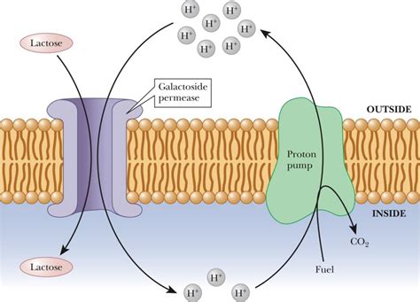 Active Transport Diagram